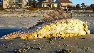 12 Unknown Creatures that Appeared on the Beach.
