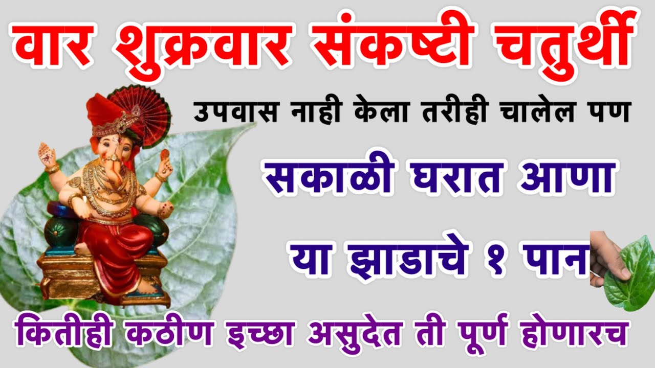 #संकष्टी चतुर्थीला उपवास नाही केला तरी चालेल | फक्त या झाडाच १ पान घरी घेऊन या | #chaturthi 