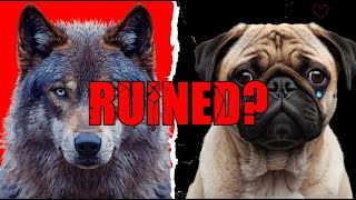 How Humans RUINED Dogs 😢🐶 (The Sad Truth Revealed)