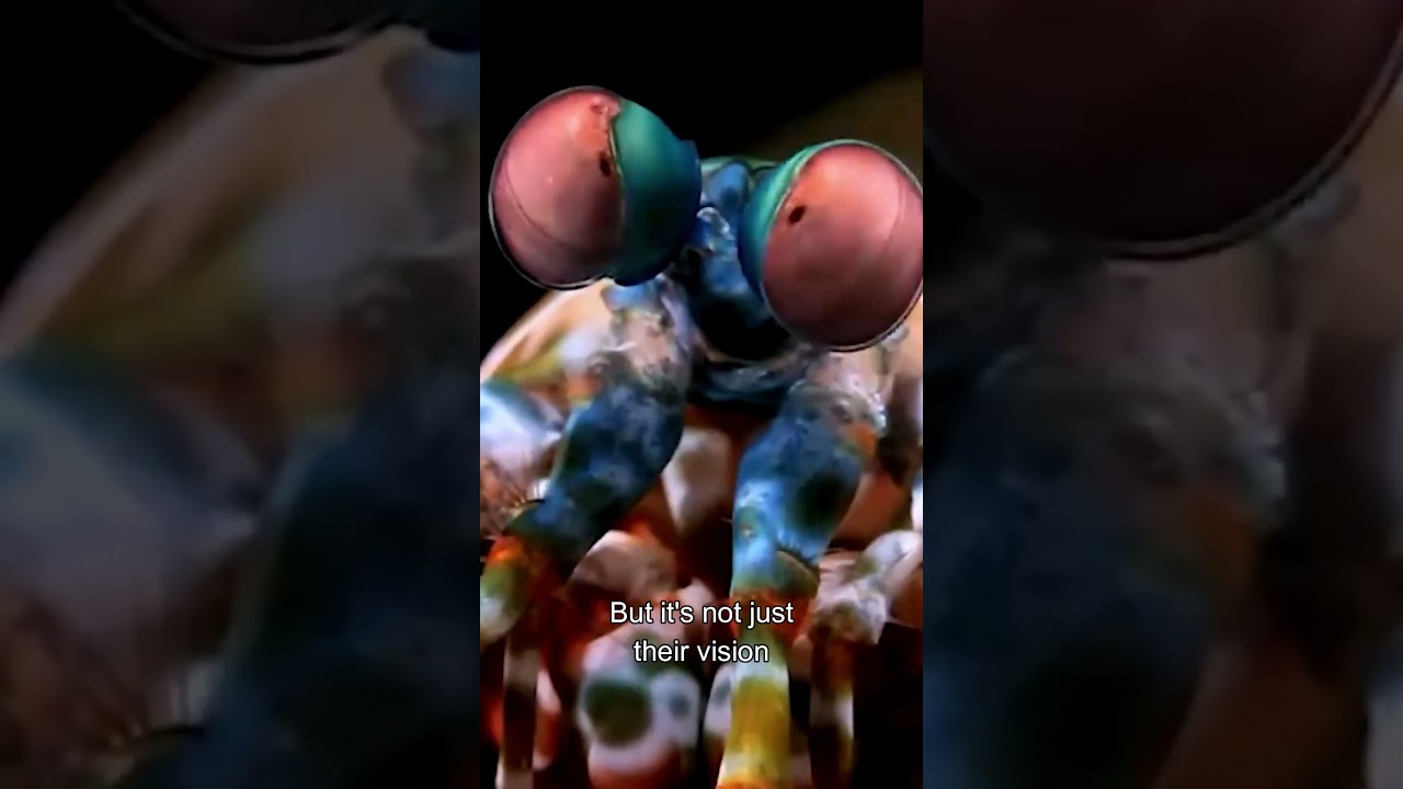 Mantis Shrimps | Thumb Splitter | Sea Locusts | Facts About Animals | Animals Shorts