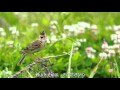 ~かすみか雲か~ 杉並児童合唱団