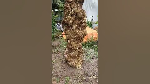 Cây bằng lăng độc lạ nhất miền tây | bằng lăng tím