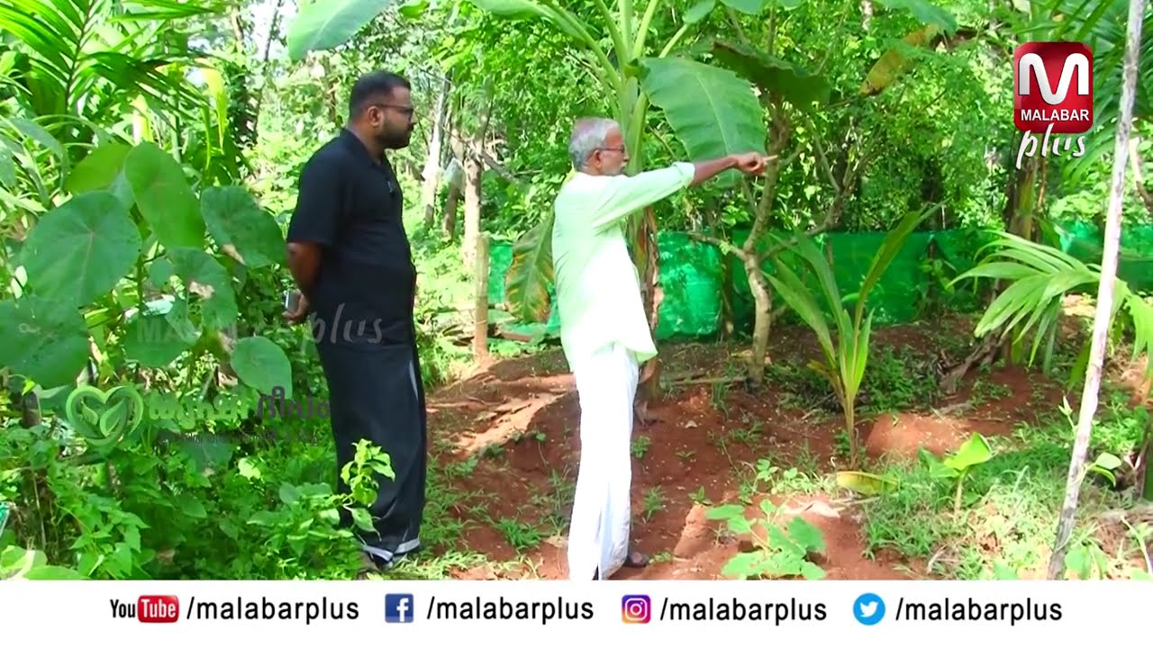 ക്വിന്റൽ വാഴ, വ്യത്യസ്ത ഇനം വാഴകൾ , കൗങ്ങുകൾ , തെങ്ങ് ...സേതുവേട്ടന്റെ കൃഷി വിശേഷങ്ങൾ