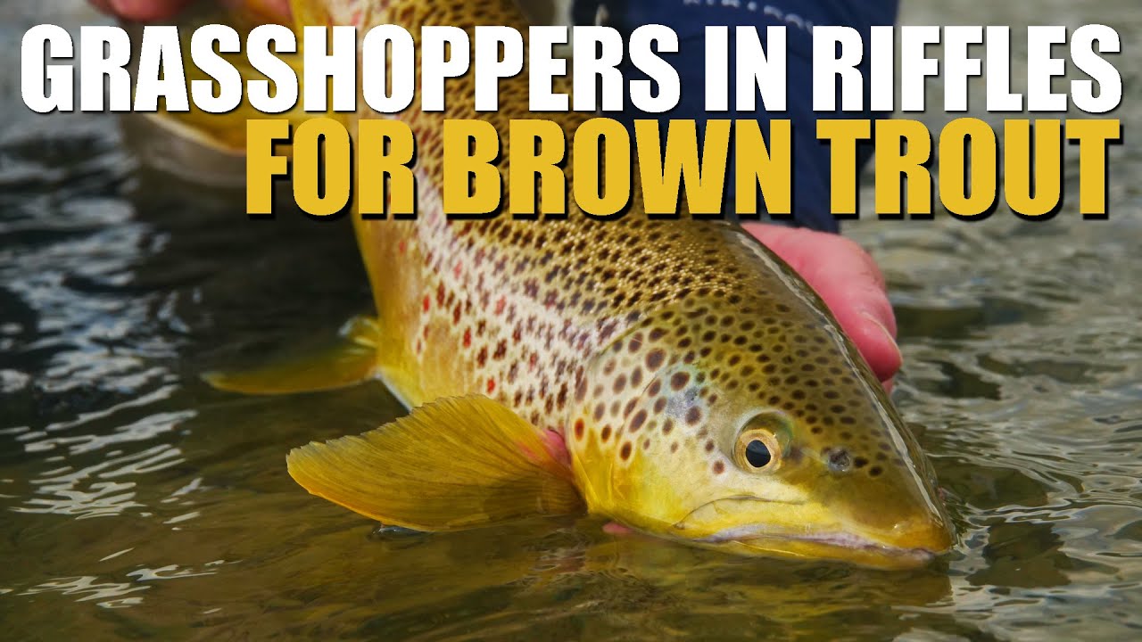 Fly Fishing Peak of Summer Prospecting Riffles with