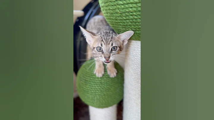 Video 5644161: talking savannah, savannah kitten
