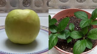 Get seedlings from an apple the size of an apple orchard, the best way to learn