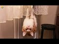  funniest cats and dogss    hilarious animal compilation