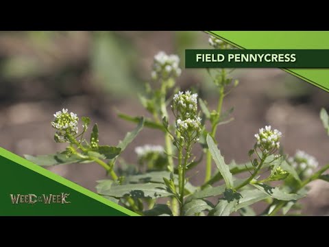 Video: Thlaspi Stinkweed Plants - Consejos para el control de Stinkweed en el jardín