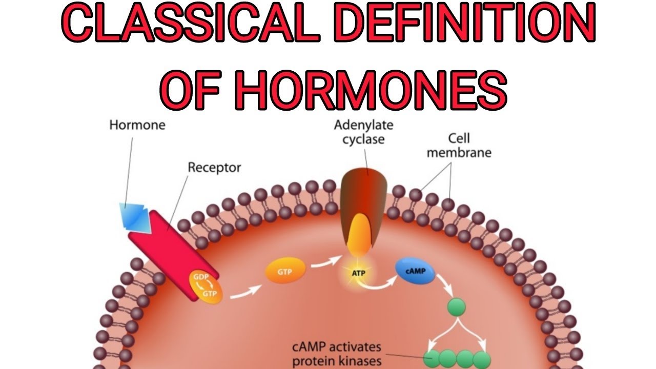 Classical Definition Of Hormones An Overview YouTube
