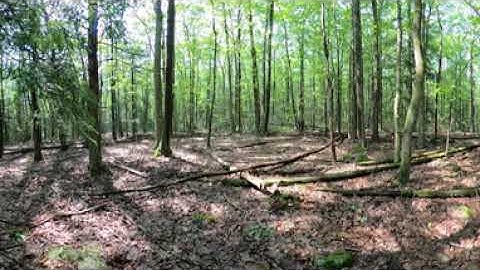 Lacawac Sanctuary: Site 5 Summer 2025 - Mixed Hardwood Forest with Heavy Deer Browsing