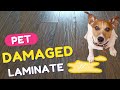 Damaged Laminate Flooring Repair - DIY - How to Fix Water Damaged Laminate Flooring - Pet Pee