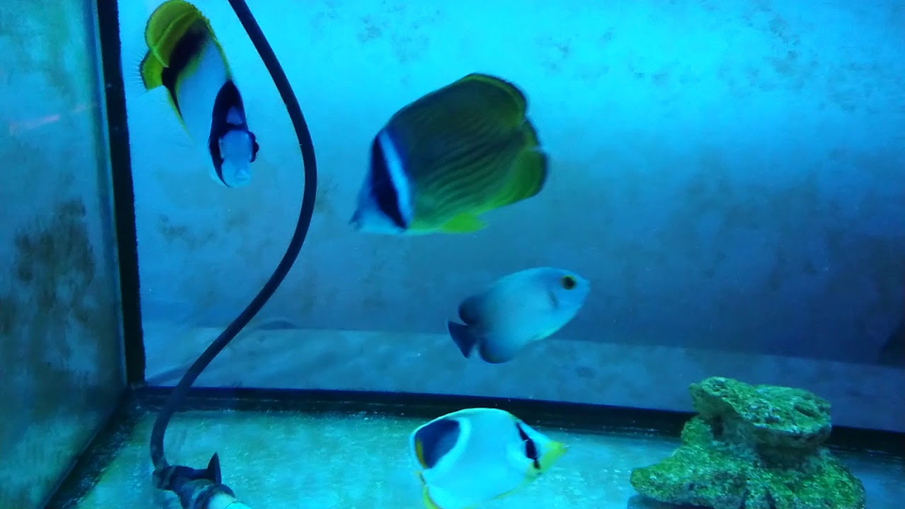 自宅の海水魚紹介3 Youtube 自宅の海水魚紹介3 Youtube