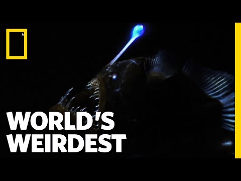 Video: Betta Splenden