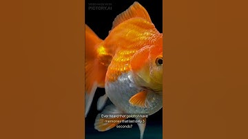 Goldfish Memory: 3 Seconds or 5 Months? 🐟 Myth Busted!