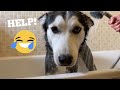 Funny Baby Attempts To Help Bath My Stubborn Husky Puppy! [FUNNIEST REACTION EVER!!]