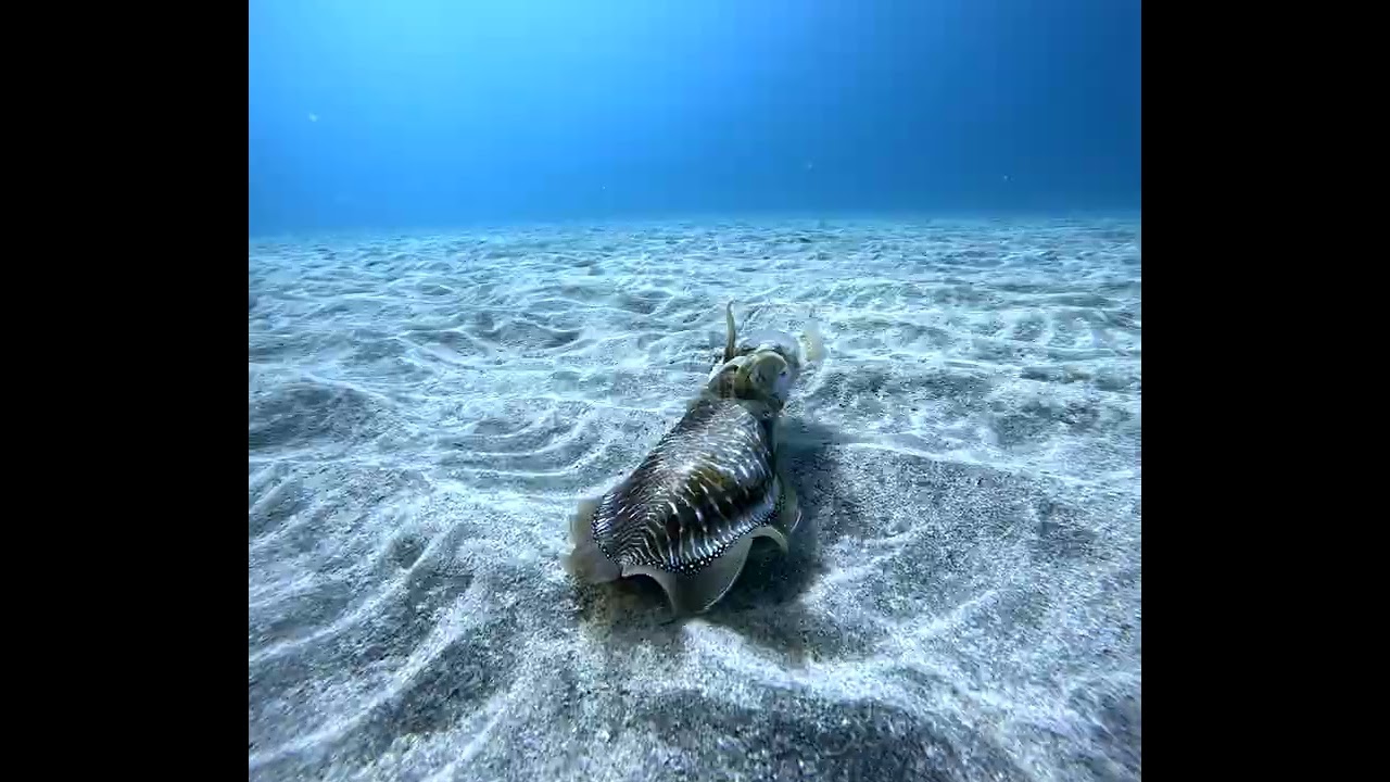 Immersioni scuba diving Buceo Tenerife