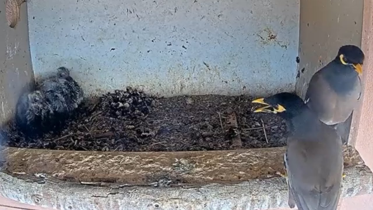 DANGER! Myna Birds Approach Nest with Helpless Pigeon Chicks 🐦⚠️