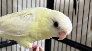 Are Linnie Parrots  Too Poopy? | Trainable?| Friendly? #parrot_bliss #parrot #bird #linnie