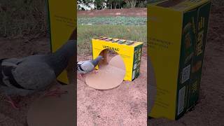 Beautiful Quick Pigeon Trap Using Cardboard Box #youtubeshorts