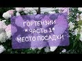 ГОРТЕНЗИИ. МОЙ ОПЫТ. Часть 1/ МЕСТО ПОСАДКИ/