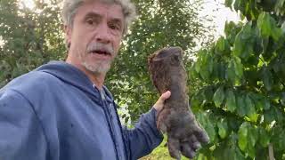 Bigfoot Cooked by Peter Caine Dog Training  7,079 views 6 months ago 16 seconds