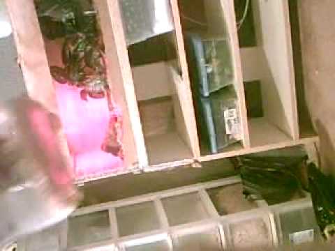 video phone beyonce mp3 new reptiles from the san antonio show