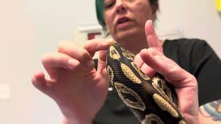 Animal Neglect is a Crime and Body Condition Scoring