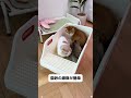 多機能レーザーペン #猫用品 #子猫の成長日記 #子猫のいる生活 #推薦1