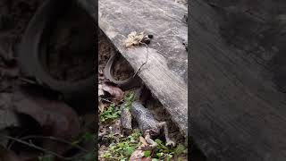 Snake eats toad Hunter prey and predator งูกินคางคก วัฏจักรธรรมชาติ