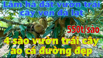 Lâm Hà đất vườn trái cây vùng ven đà lạt, đường nhựa sạch đẹp Đất vườn Lâm Đồng
