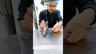 Amazing New Viral Shoal Fish New Cutting Skills