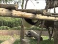 Pandas on the obstacle course