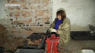 Дефицит лука белорусам не грозит! На Гродненской овощной фабрике урожай вырос в 3 раза