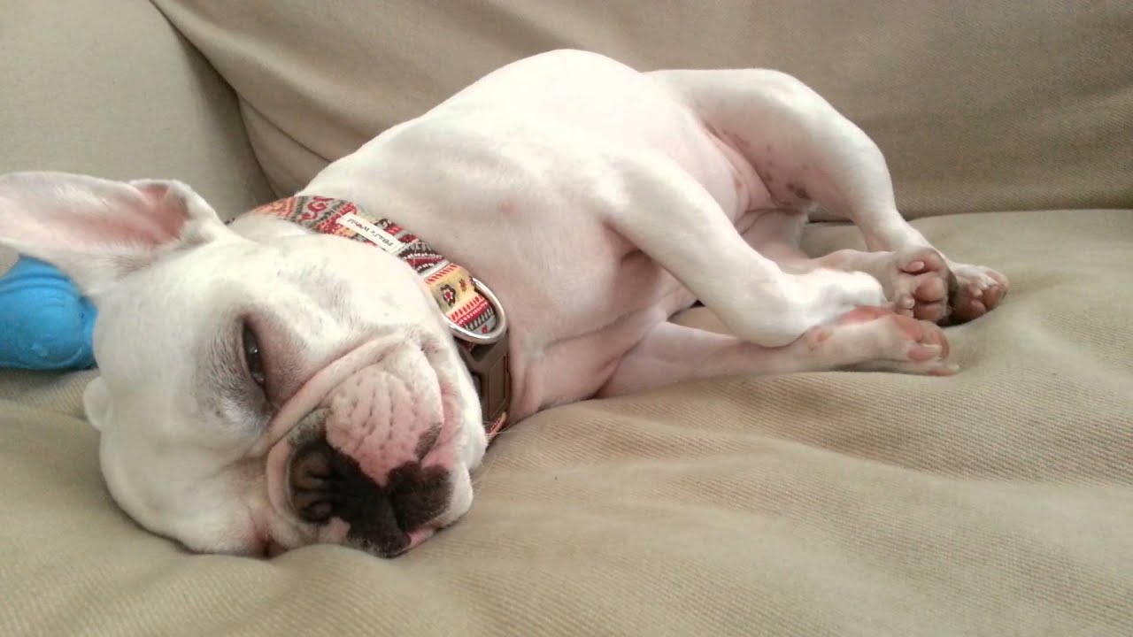 How To Get French Bulldog To Sleep