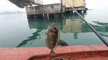 Câu Cá Dìa Đáy Nước Sâu.. Lên cá Sấp đôi. Bao Phê.!