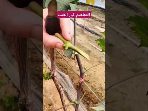 التطعيم في العنب طريقة تطعيم العنبة الزراعة الحديثة التقليم معدات زراعية اكسبلور الزراعية