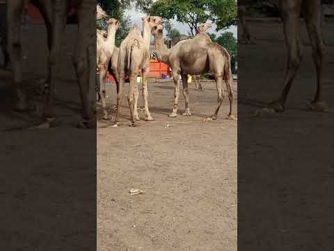 Kichijio Cha Ngamia Mavoko Slaughter House 