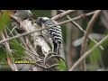 2023 Wild bird野鳥(No11)4K林と水辺の野鳥20種20 species of wild birds in 4K forest and waterside