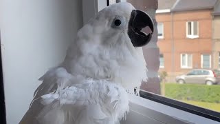 Cockatoo Talking And Dancing | Cockatoo Singing