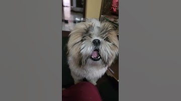Thumbnail of shih tzu dog barking sound #shorts #youtubeshorts #shortsfeed #dog #viral