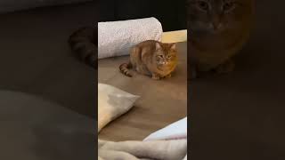 Oeps. Whats Wrong? Angry Cat.