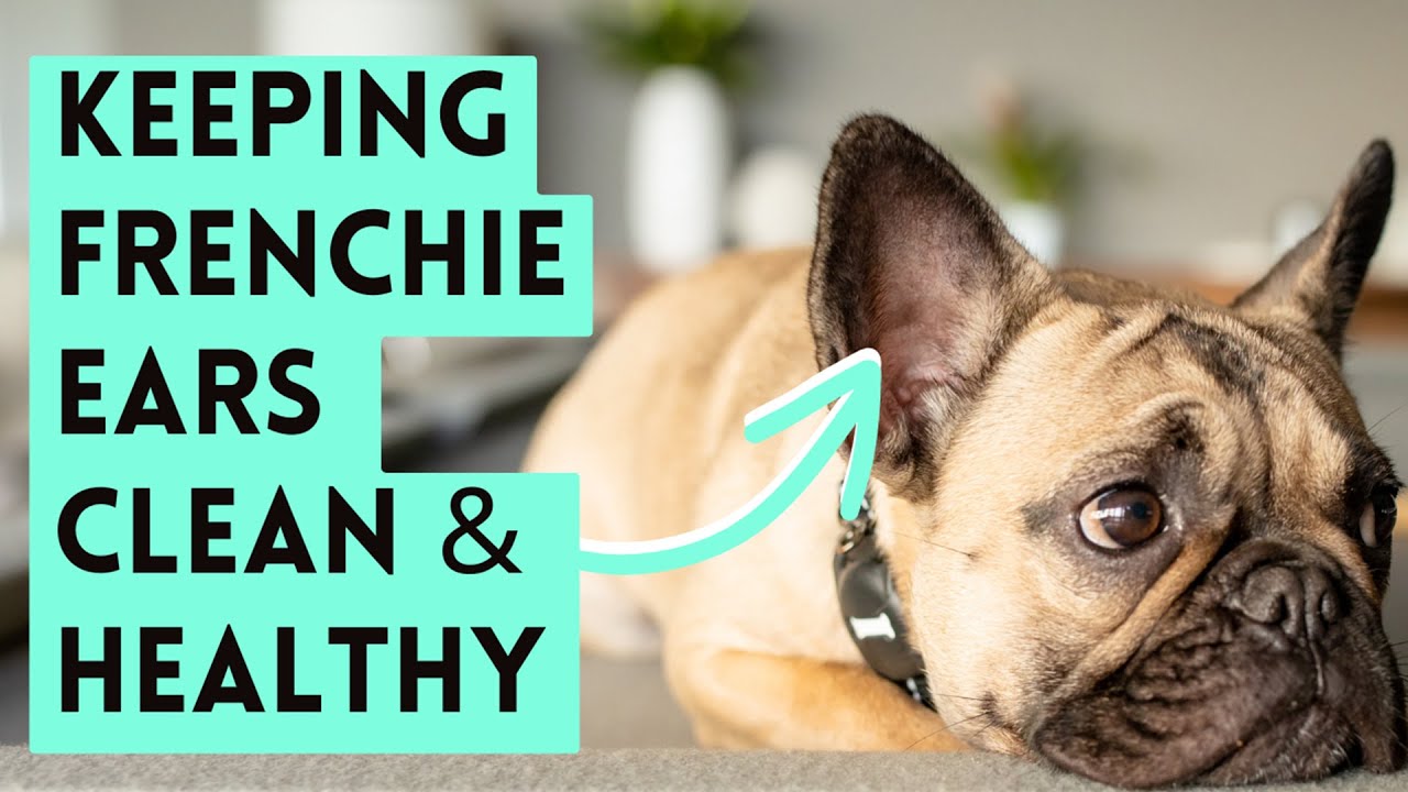 How I Clean My Frenchie's Ears | French Bulldog Care and Maintenance ...