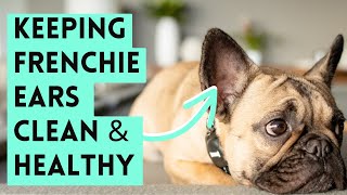 How I Clean My Frenchie's Ears | French Bulldog Care and Maintenance