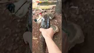 I Saved Fish Life 😢 | Rescue Video #Shorts #Viral