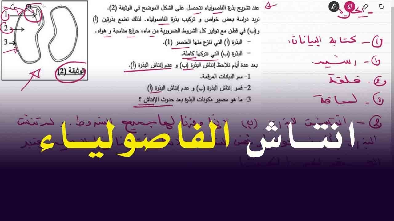 علوم طبيعية اولى متوسط تمرين على انتاش الفاصولياء