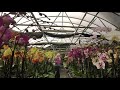 Орхидеи в теплице Palmer’s Orchids. Прекрасные здоровые орхидеи от которых захватывает дух, орхи 🔥