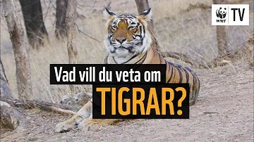 Vad menas med att man tiger?