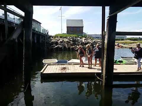 Crabs Wells Harbor ME - YouTube