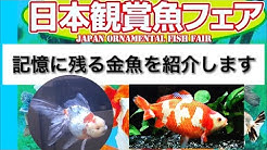 金魚と遊ぶ Com Youtube