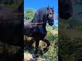 Amazing horse #horse #horses #stallion